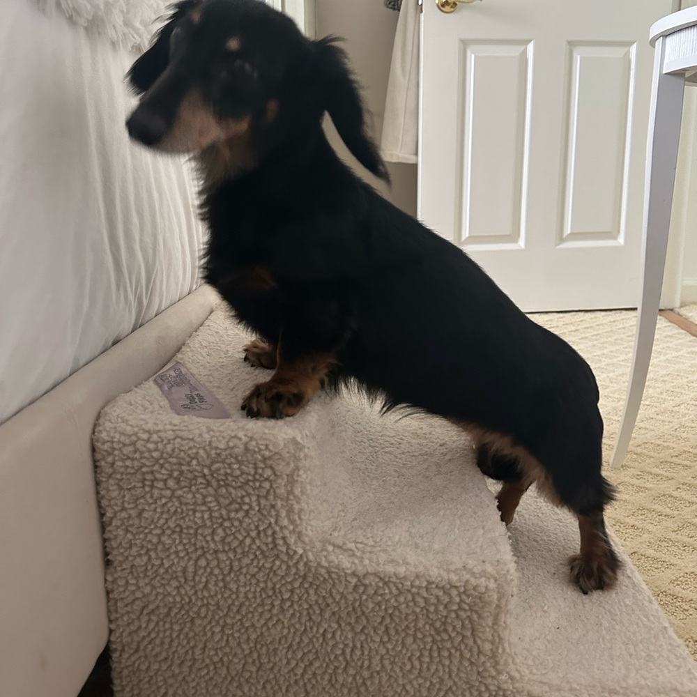 Dog stairs